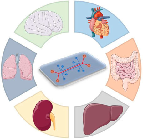 Figure 2 Multi-Organ Chip Platform for Disease Modeling. (OA Literature)